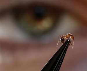 Victorian Government pledge to eradicate invasive fire ants