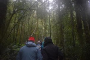 VEAC interim report recommends the linking of state forests and national parks