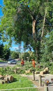 Resilient Healesville Community Market returning