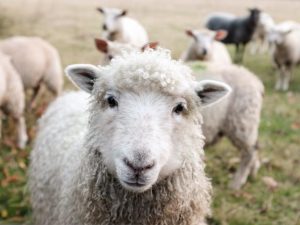 Severe weather a prompt reminder to shelter livestock