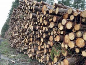 Sustainable forest products processing continues