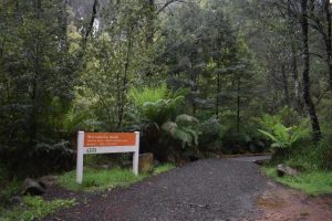 Toolangi Forest Tour is back