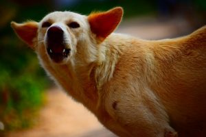 Call for a wild dog drop in session in the Eildon electorate