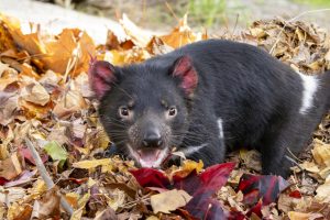Devil dives into autumn at Healesville Sanctuary
