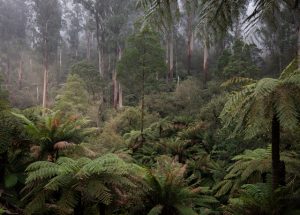 Central Highlands conundrum continues with Federal Court case lodged amid looming decisions