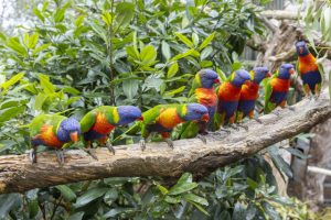Rainbow Birds on a wire