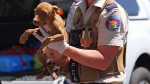 Yarra Ranges improves in yearly animal cruelty rankings