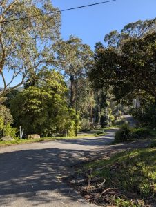 Long term plans for cherished trees