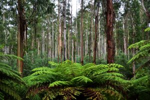 Opposers to more national parks making their voices heard