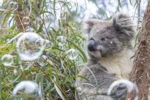 Wombats, echidnas, koalas… and bubbles… Oh My!