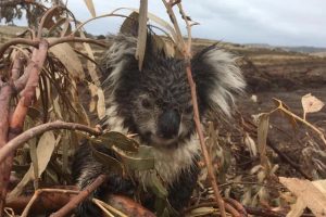 ‘The Koalas’ set to screen in Healesville and Warburton