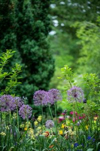 Two news from Healesville Community Garden