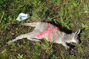 Deceased kangaroos were found in Healesville