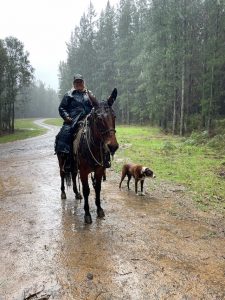 Trekking with donkeys and mules