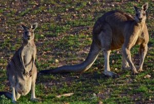 Local advocates revive calls for the end of kangaroo harvesting
