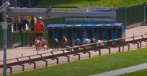 Greyhound euthanised after fall in Healesville during week of pivotal Parliament motion