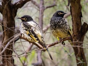 New threatened species at Healesville Sanctuary
