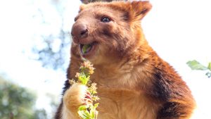 Bouquet of blooms for Goodfellow’s Tree Kangaroos