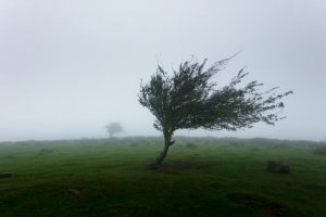 Wind warning issued for Friday morning