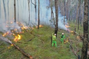 Burn Heaps planned burn at 4km west of Toolangi