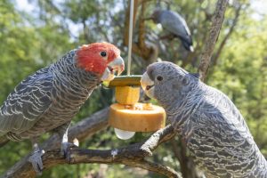 Spring Spread: Parrots feast on fruity kebabs