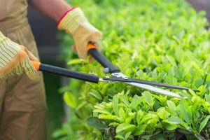 Healesville Community Garden workshop Get Great Results in Your Garden