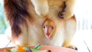 Tree-mendously cute: Joey makes first appearance