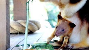 Keepers put the call out to name a Tree-mendously cute joey
