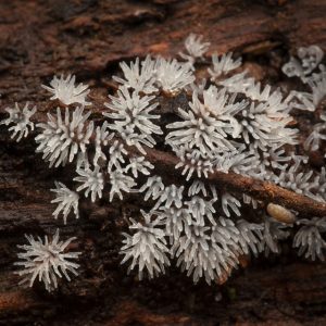 Mysterious slime moulds up close