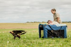 Longest wildlife patient leaves Sanctuary to soar once more