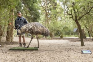 Emu training in Healesville Sanctuary