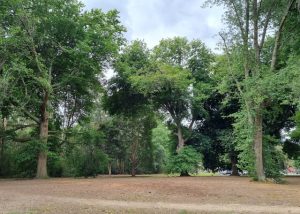 Pin Oak tree removal in Coronation Park