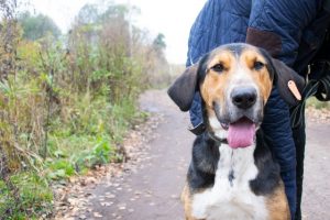 Local animal welfare organisations get funds to help more cats and dogs find their homes