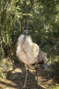Padam, padam – emu learns to drum