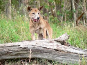 ‘They were slaughtered, not even eaten’: Landowners fearful after wild dog attacks
