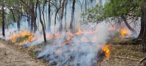 Two planned burns scheduled within the next 10 days if conditions are suitable.