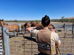 12 month dry spell sees Yarra Ranges grapple with a horse crisis