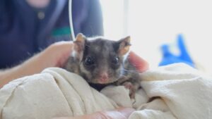 Possum’s magical new sanctuary