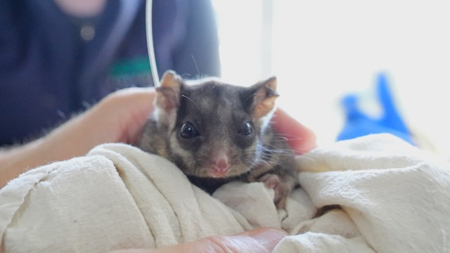 Possum’s magical new sanctuary