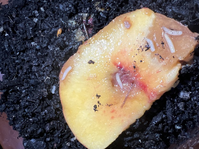 Fruit Fly Strategy ends in days