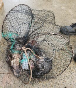 Platypus deaths spark outrage