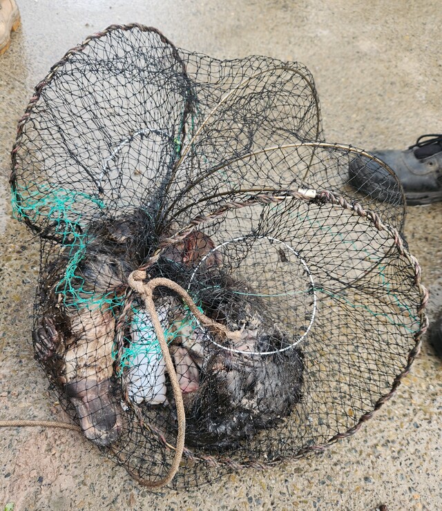 Platypus deaths spark outrage