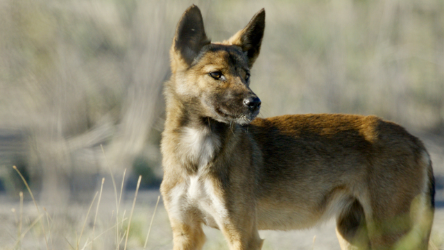 Call to coexist with dingoes