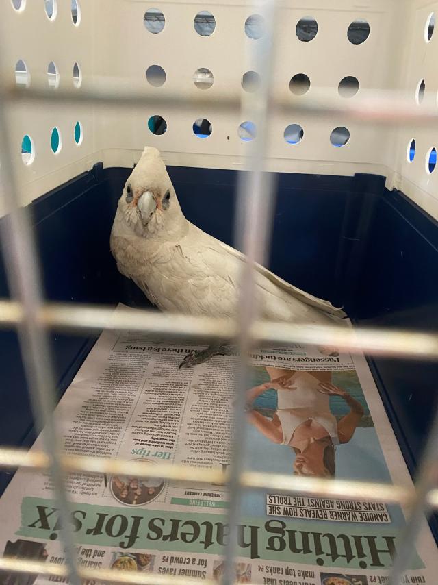 Corellas safely returns to the wild