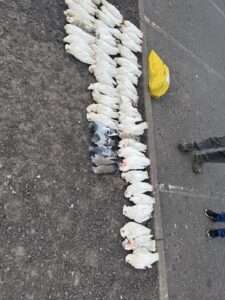 Poisoned birds under investigation