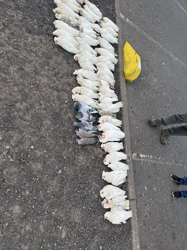 Poisoned birds under investigation
