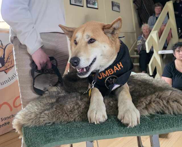 Exploring the role of dingoes