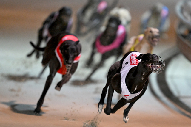 Ending greyhound racing could save taxpayers $450m