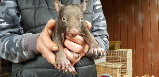 Baby Wombat ‘Badger’ needs support