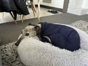 10-year-old whippet ‘Henry’ finally back home thanks to community’s help